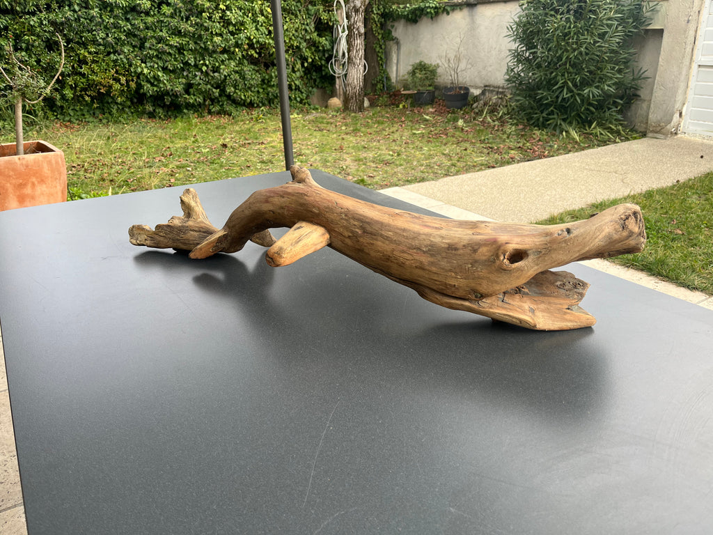 Cachalot préhistorique