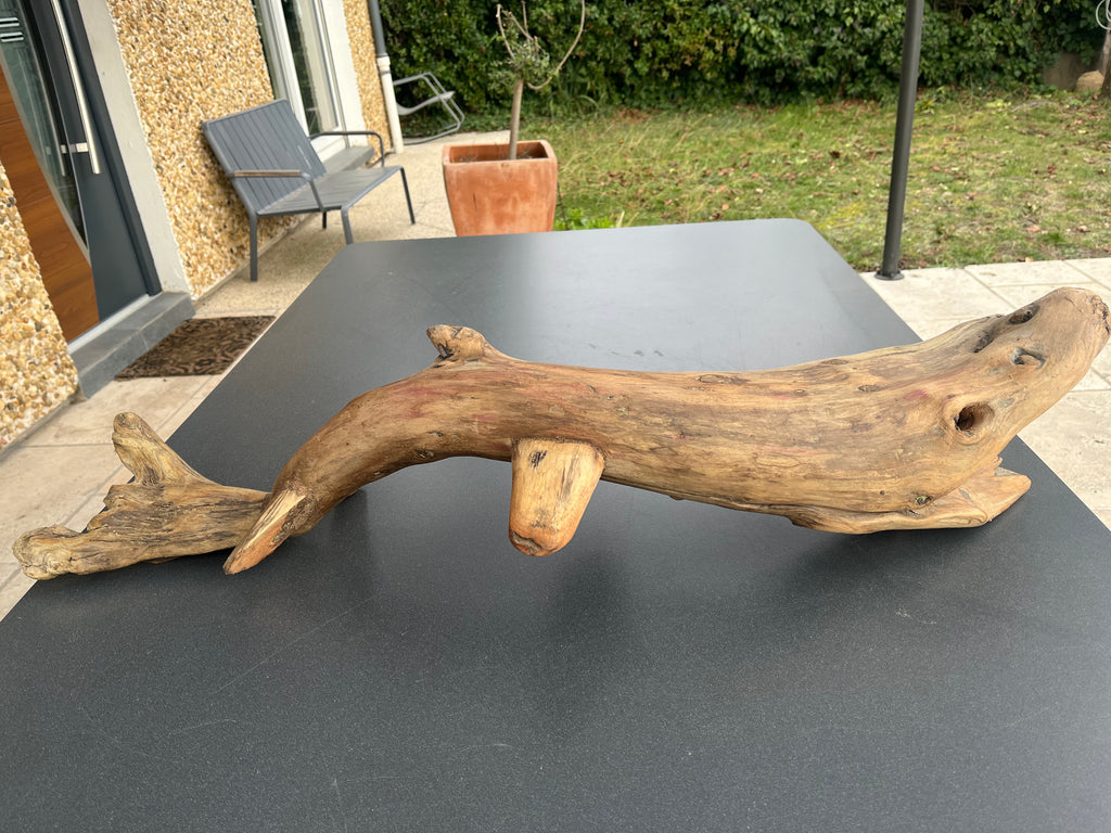 Cachalot préhistorique